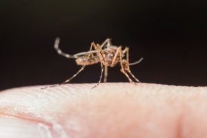 Zika, dengue e chikungunya