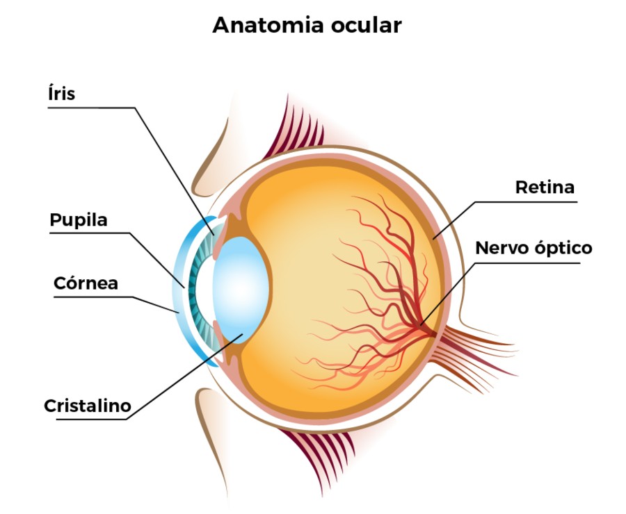 anatomia ocular