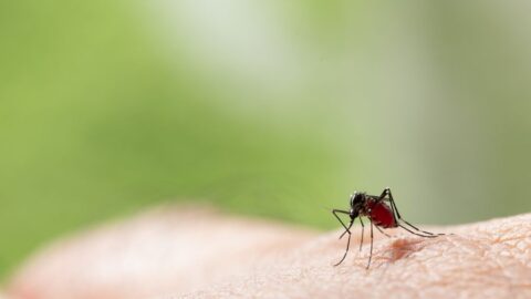 A dengue pode afetar a visão?